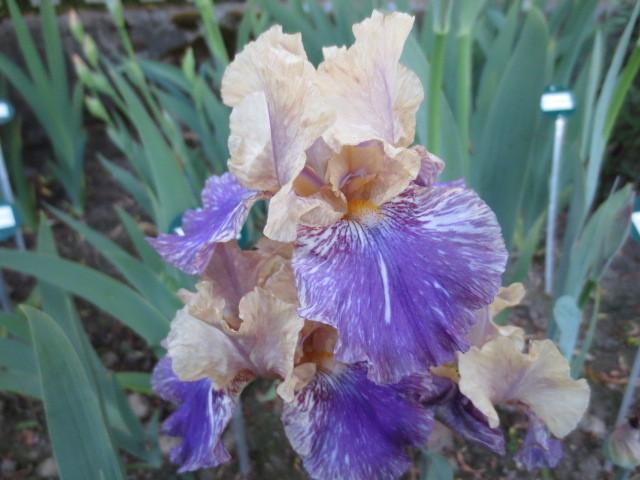 Photo of Intermediate Bearded Iris (Iris 'Doe Z Doe') uploaded by Caruso
