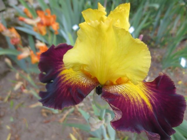 Photo of Tall Bearded Iris (Iris 'Grenade') uploaded by Caruso
