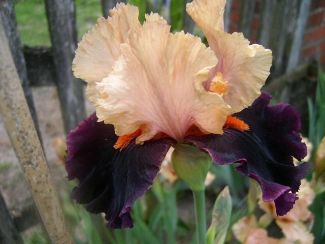 Photo of Tall Bearded Iris (Iris 'Ocelot') uploaded by Caruso