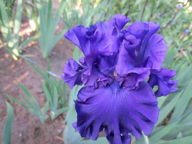 Photo of Tall Bearded Iris (Iris 'Purple Ritz') uploaded by Caruso