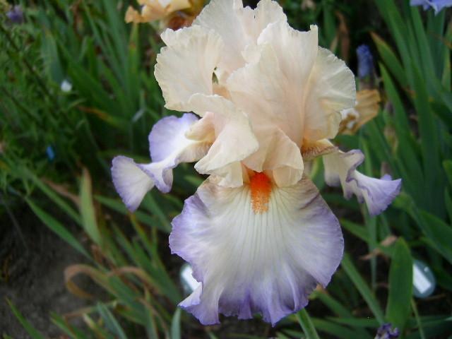 Photo of Tall Bearded Iris (Iris 'Edge of Eden') uploaded by Caruso