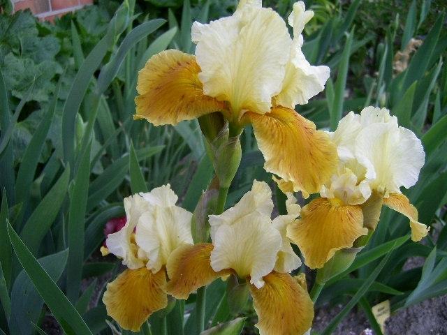 Photo of Intermediate Bearded Iris (Iris 'Honey Glazed') uploaded by Caruso