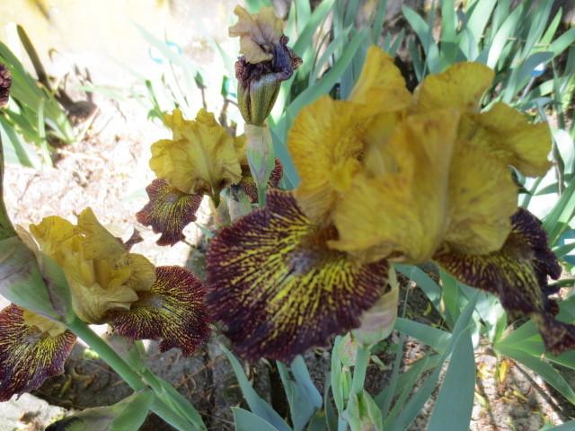Photo of Intermediate Bearded Iris (Iris 'Petit Tigre') uploaded by Caruso