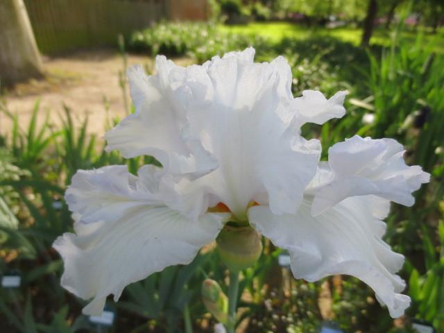 Photo of Tall Bearded Iris (Iris 'Mesmerizer') uploaded by Caruso