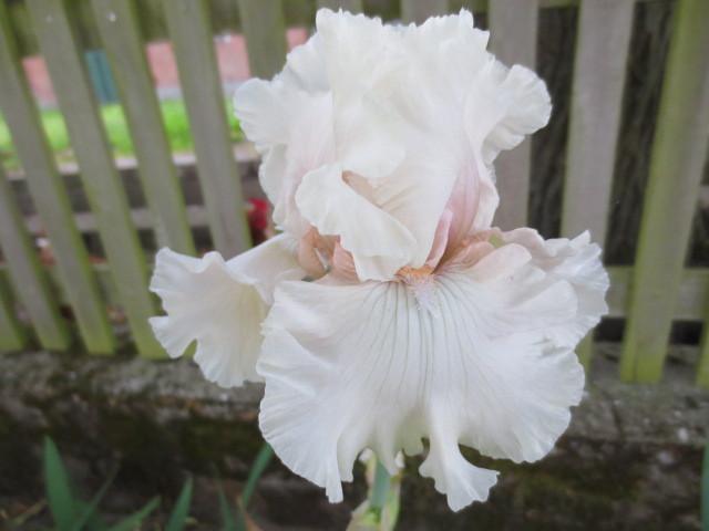 Photo of Tall Bearded Iris (Iris 'Treasured') uploaded by Caruso