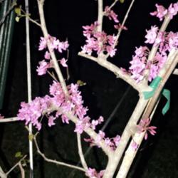 Location: George West, Texas
Date: 3/20/18
My Texas Redbud’s first bloom!