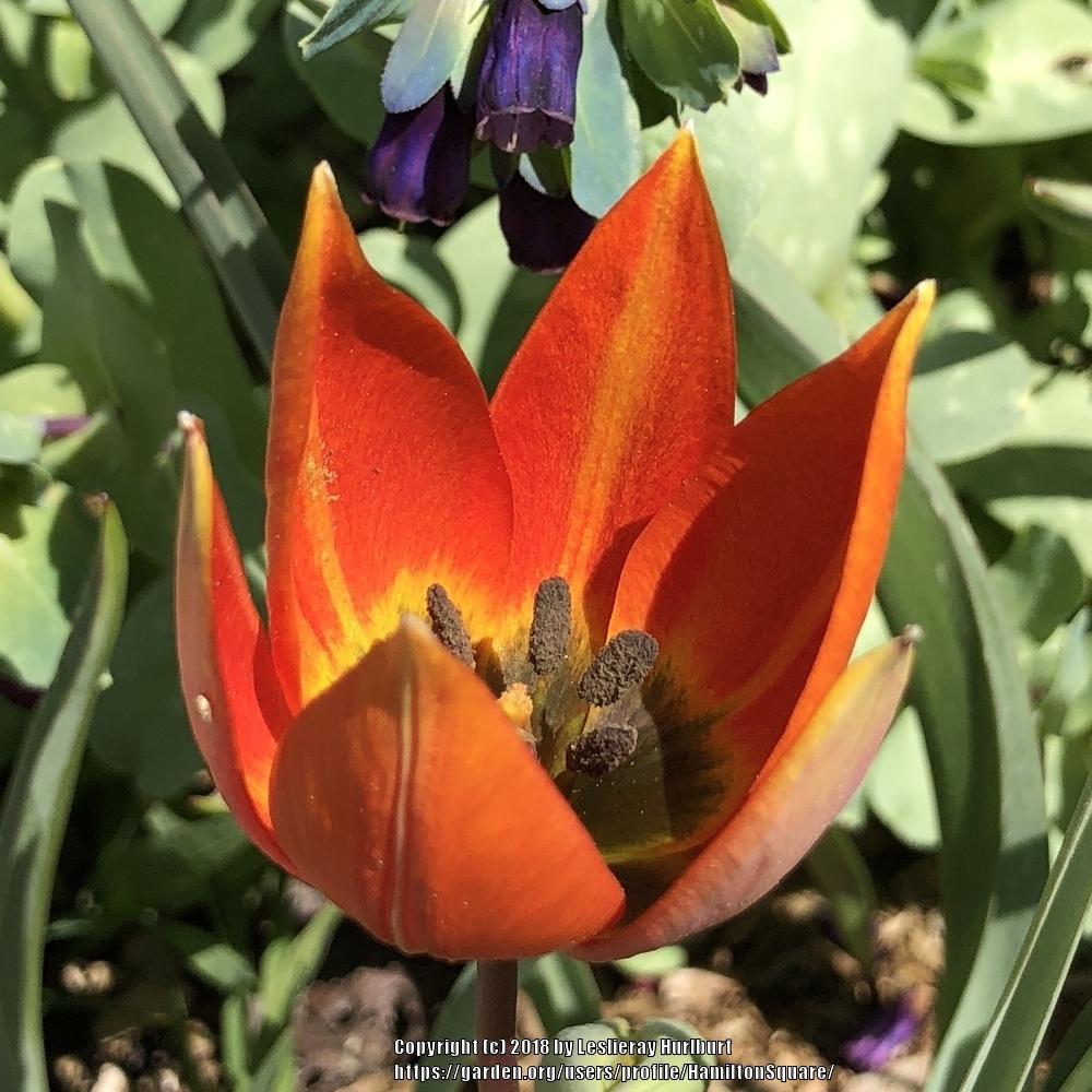 Photo of Species Tulip (Tulipa orphanidea) uploaded by HamiltonSquare