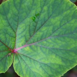Location: Sharps Chapel, Tennessee
Date: 2015-06-20
Hardy Begonia leaf detail