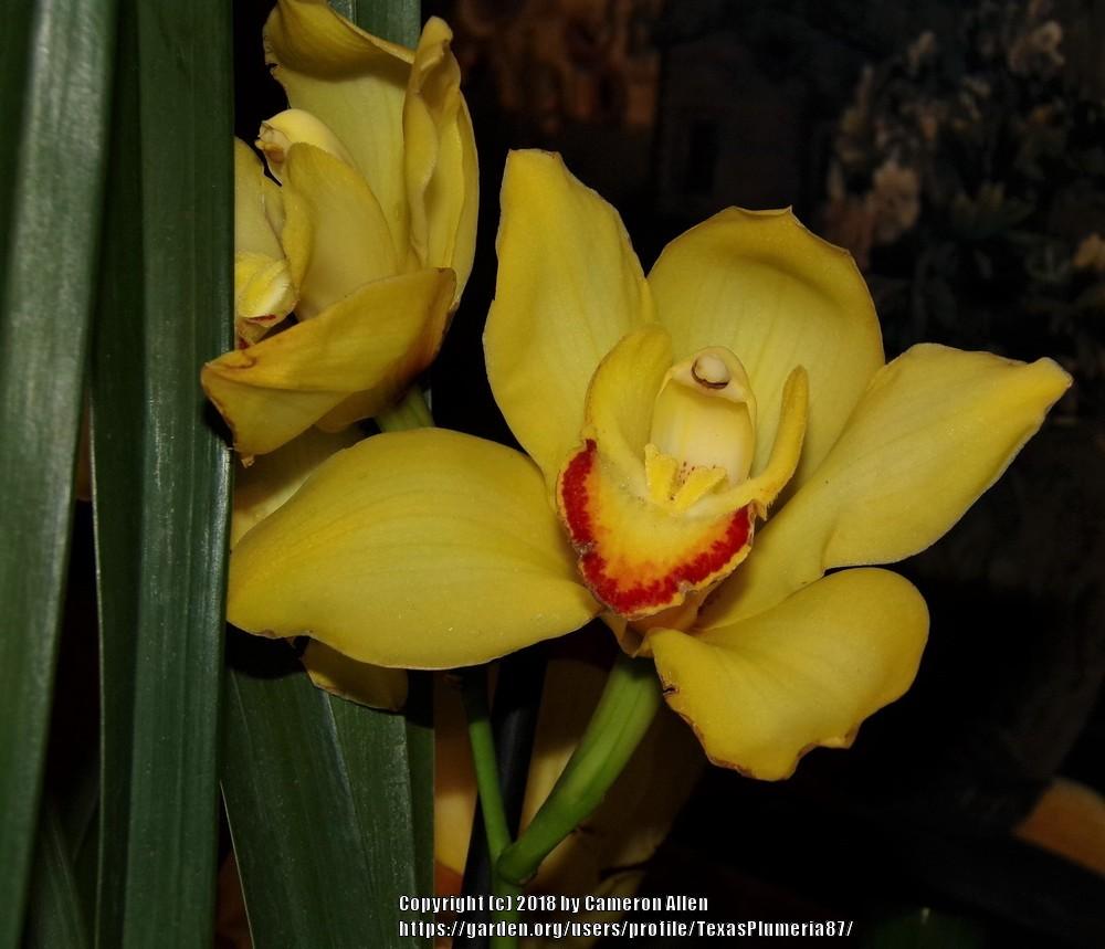 Photo of Orchid (Cymbidium) uploaded by TexasPlumeria87