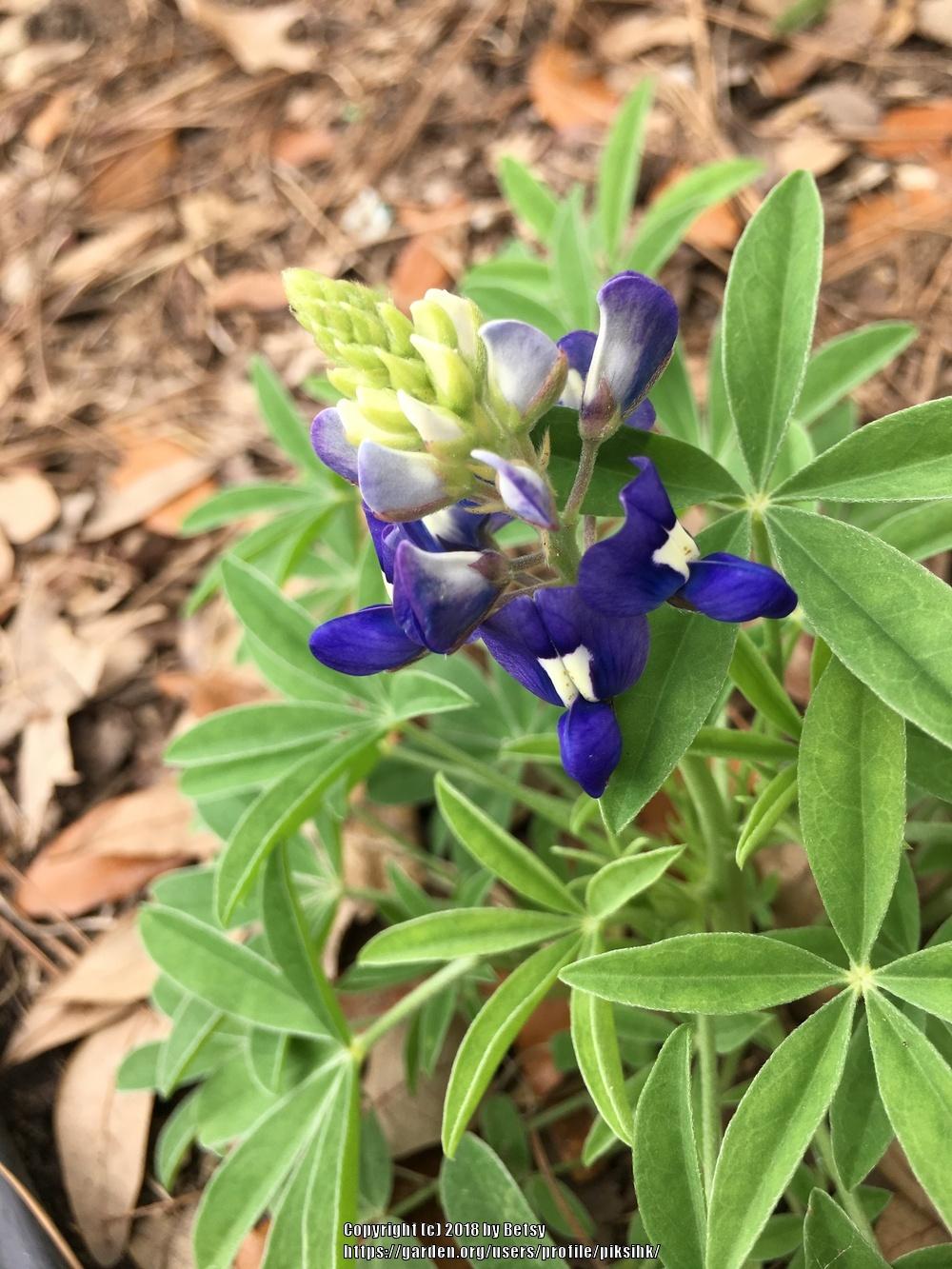 Photo of Texas Bluebonnet (Lupinus texensis) uploaded by piksihk