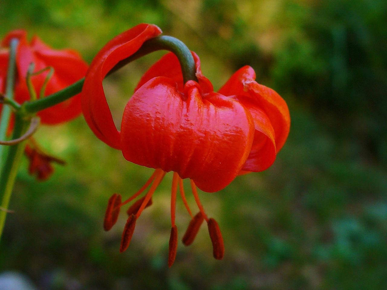 Photo of Coral Lily (Lilium pumilum) uploaded by robertduval14