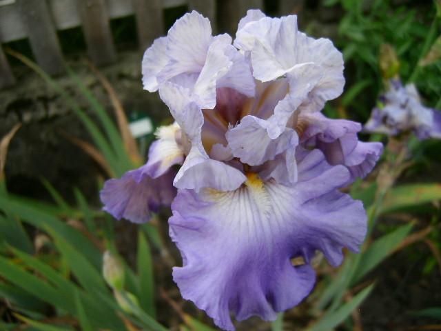 Photo of Tall Bearded Iris (Iris 'Mother Earth') uploaded by Caruso