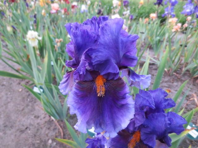 Photo of Tall Bearded Iris (Iris 'Deep Dark Secret') uploaded by Caruso