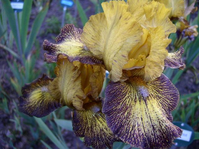 Photo of Intermediate Bearded Iris (Iris 'Petit Tigre') uploaded by Caruso