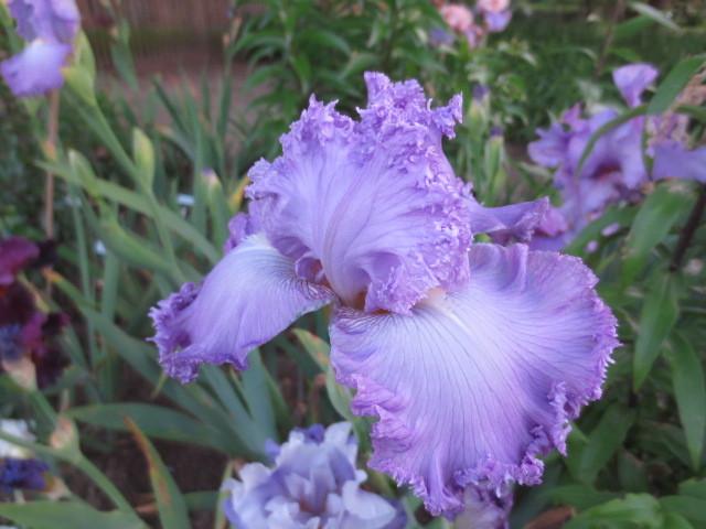 Photo of Tall Bearded Iris (Iris 'Super Model') uploaded by Caruso