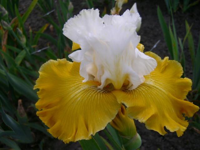 Photo of Tall Bearded Iris (Iris 'Aura Light') uploaded by Caruso