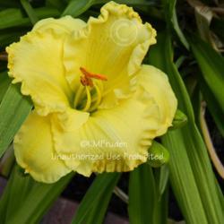 Location: Private Daylily Garden, MI
Date: 2012-07-01
Used with permission, KMP