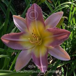 Location: Private Daylily Garden, MI
Date: 2007-07-13
poly bloom