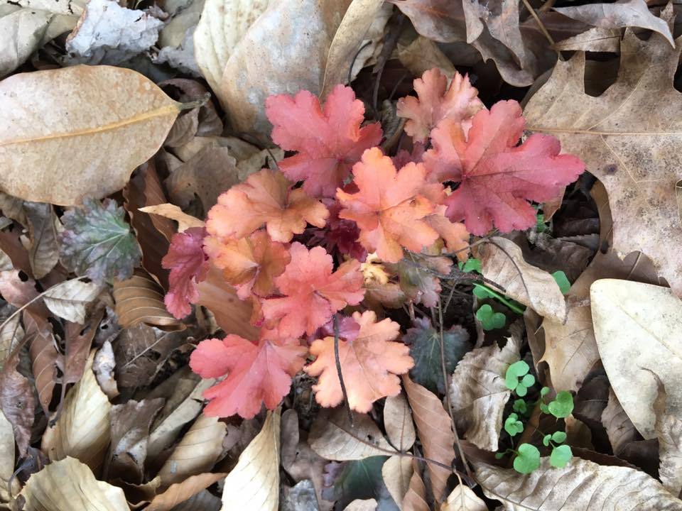 Photo of Coral Bells (Heuchera 'Peach Flambe') uploaded by Lakeside