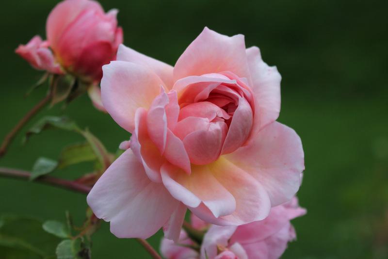 Photo of Rose (Rosa 'Anne Boleyn') uploaded by RuuddeBlock