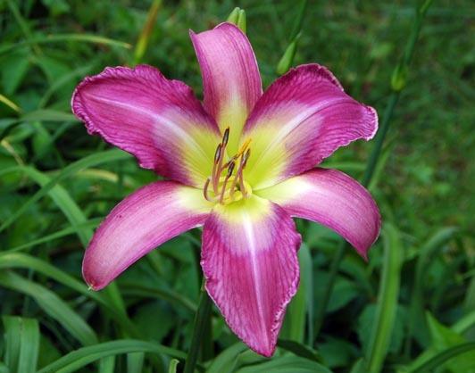Photo of Daylily (Hemerocallis 'Odds and Ends') uploaded by shive1