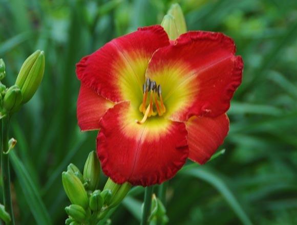 Photo of Daylily (Hemerocallis 'Forever Redeemed') uploaded by shive1