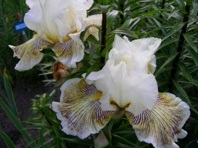 Photo of Tall Bearded Iris (Iris 'Spring Madness') uploaded by Caruso