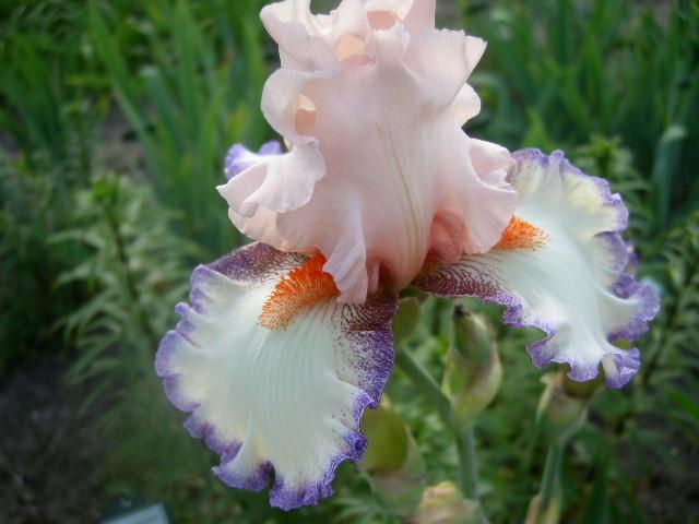 Photo of Tall Bearded Iris (Iris 'Lumarco') uploaded by Caruso