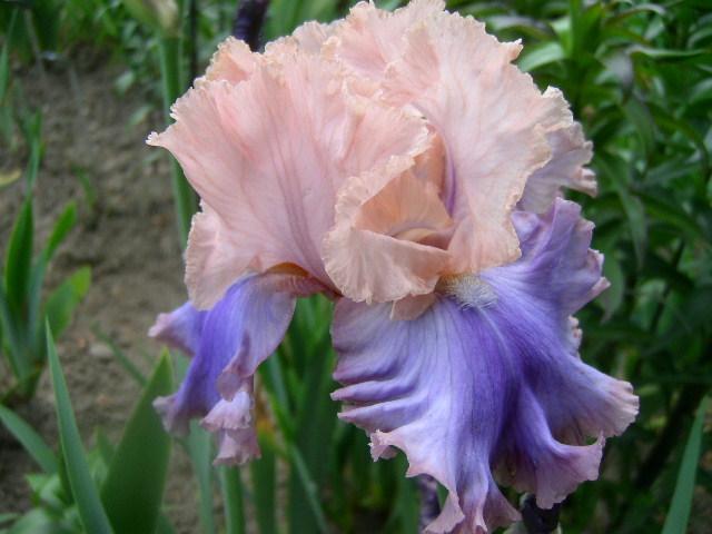 Photo of Tall Bearded Iris (Iris 'Florentine Silk') uploaded by Caruso