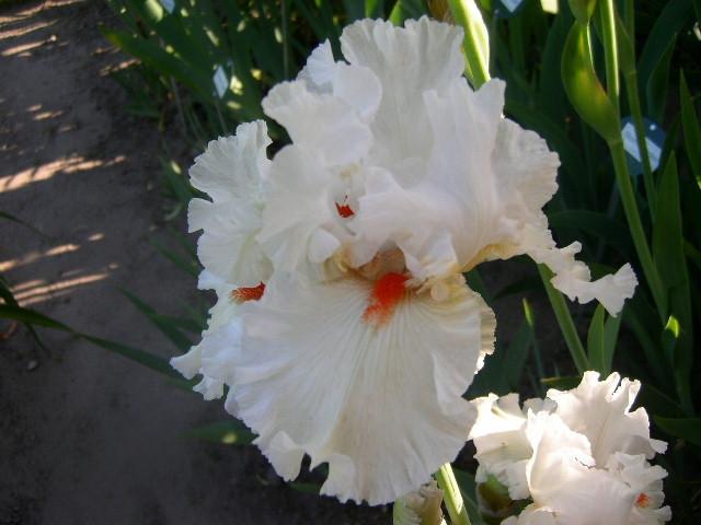 Photo of Tall Bearded Iris (Iris 'Nordica') uploaded by Caruso