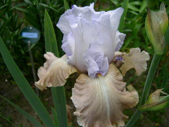 Photo of Tall Bearded Iris (Iris 'Passing Clouds') uploaded by Caruso