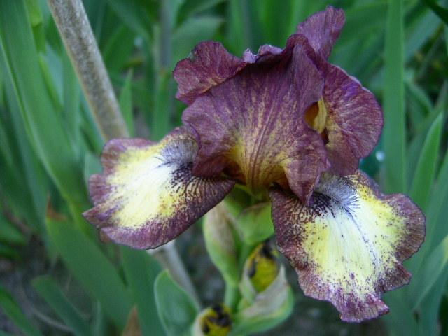 Photo of Intermediate Bearded Iris (Iris 'Hot Fudge') uploaded by Caruso