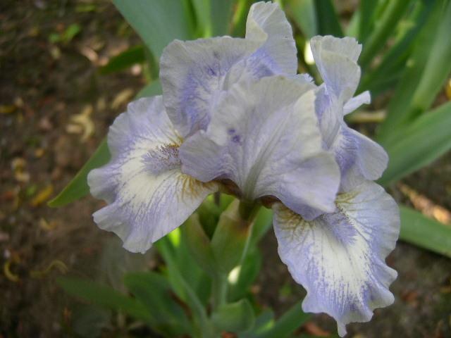 Photo of Standard Dwarf Bearded Iris (Iris 'Chubby Cheeks') uploaded by Caruso