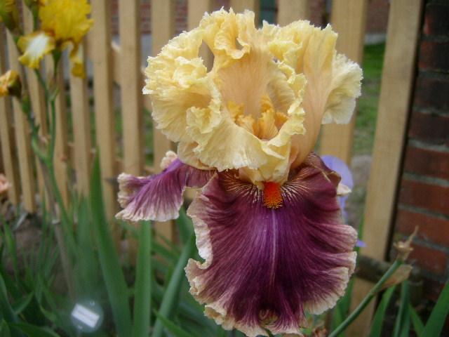 Photo of Tall Bearded Iris (Iris 'Decadence') uploaded by Caruso