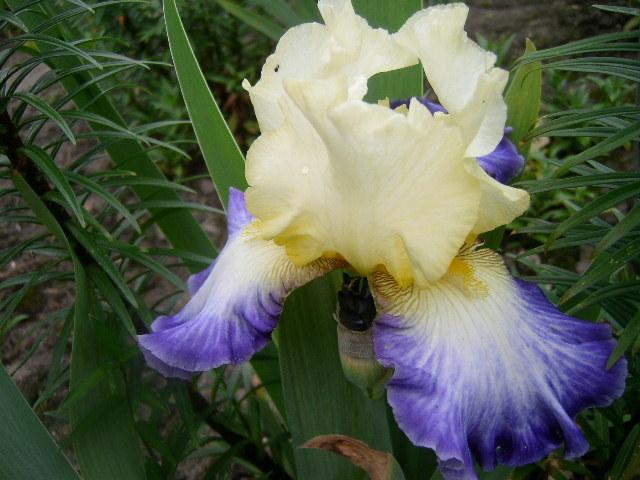 Photo of Tall Bearded Iris (Iris 'Bel Avenir') uploaded by Caruso