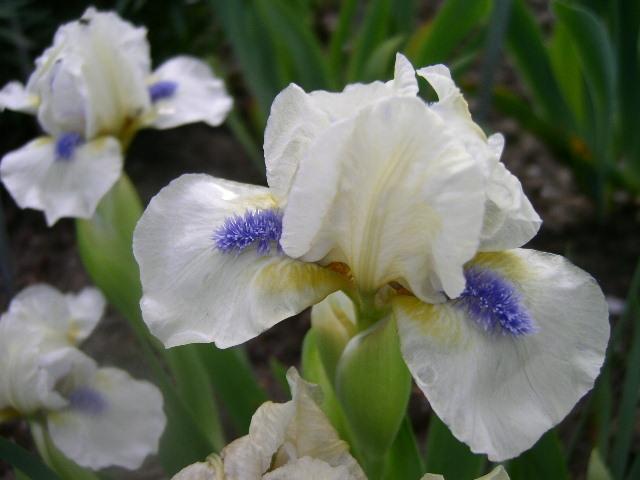 Photo of Standard Dwarf Bearded Iris (Iris 'Serenity Prayer') uploaded by Caruso