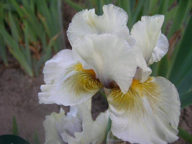 Photo of Intermediate Bearded Iris (Iris 'Ameila Bedeila') uploaded by Caruso