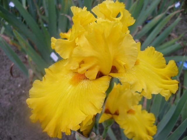 Photo of Tall Bearded Iris (Iris 'Pure as Gold') uploaded by Caruso