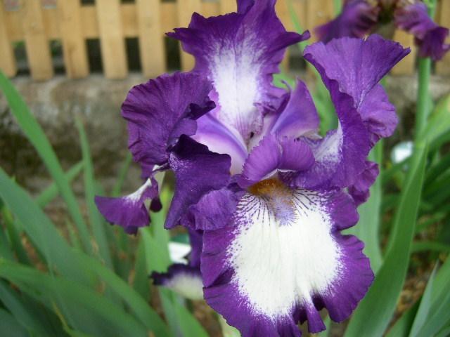 Photo of Tall Bearded Iris (Iris 'Stepping Out') uploaded by Caruso
