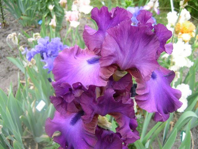 Photo of Tall Bearded Iris (Iris 'Gypsy Romance') uploaded by Caruso