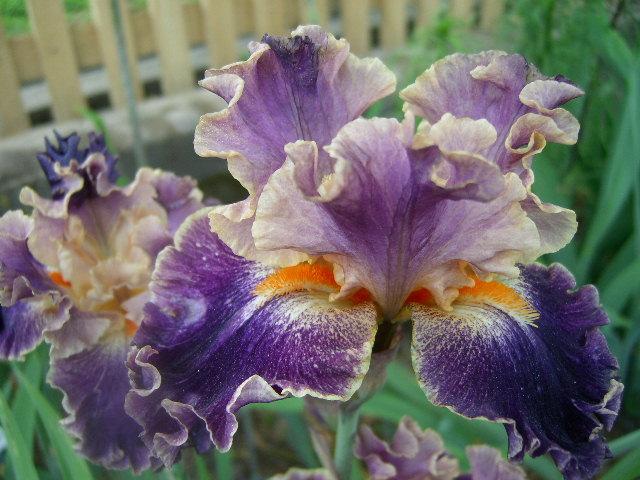 Photo of Tall Bearded Iris (Iris 'Entangled') uploaded by Caruso
