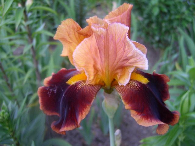 Photo of Tall Bearded Iris (Iris 'Rush Creek') uploaded by Caruso