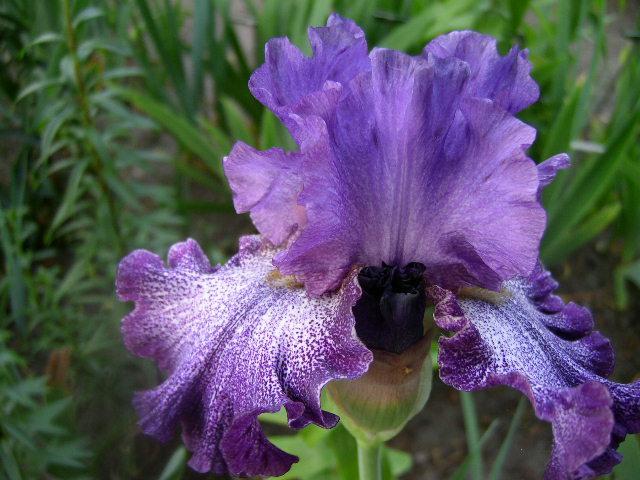 Photo of Tall Bearded Iris (Iris 'Celestial Explosion') uploaded by Caruso
