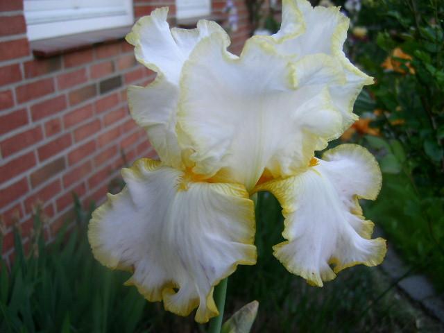 Photo of Tall Bearded Iris (Iris 'Bride's Halo') uploaded by Caruso