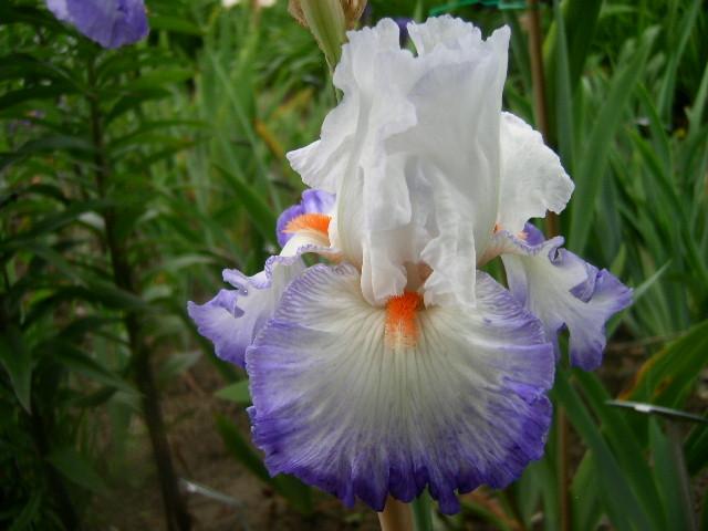 Photo of Tall Bearded Iris (Iris 'Restless Heart') uploaded by Caruso