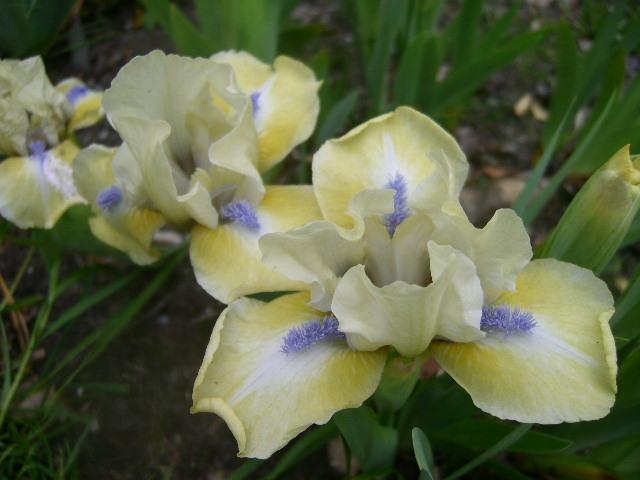 Photo of Standard Dwarf Bearded Iris (Iris 'Sarah Taylor') uploaded by Caruso