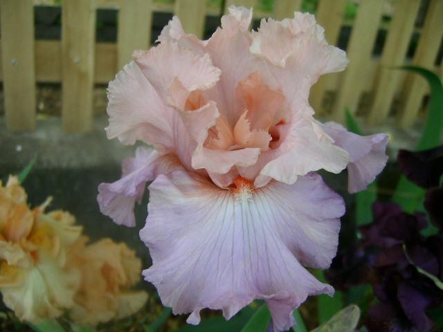 Photo of Tall Bearded Iris (Iris 'Amiable') uploaded by Caruso