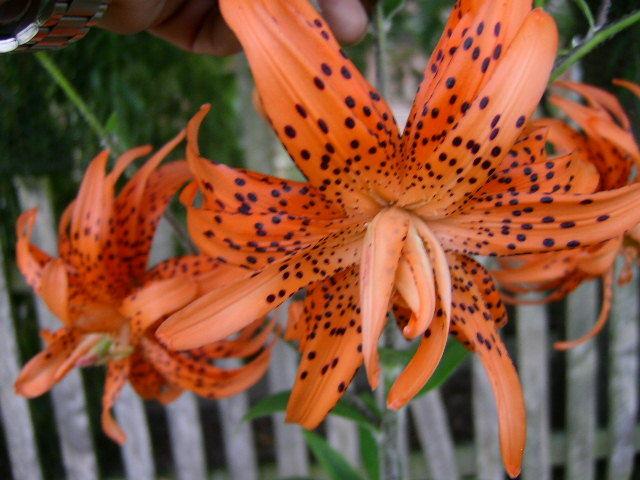 Photo of Double Tiger Lily (Lilium lancifolium 'Flore Pleno') uploaded by Caruso