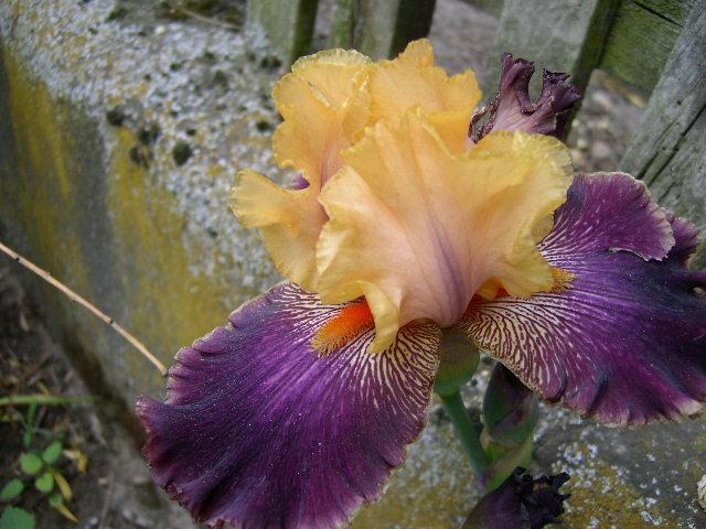 Photo of Tall Bearded Iris (Iris 'Devil's Riot') uploaded by Caruso