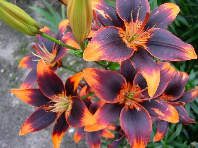 Photo of Asiatic Lily (Lilium 'Forever Susan') uploaded by Caruso